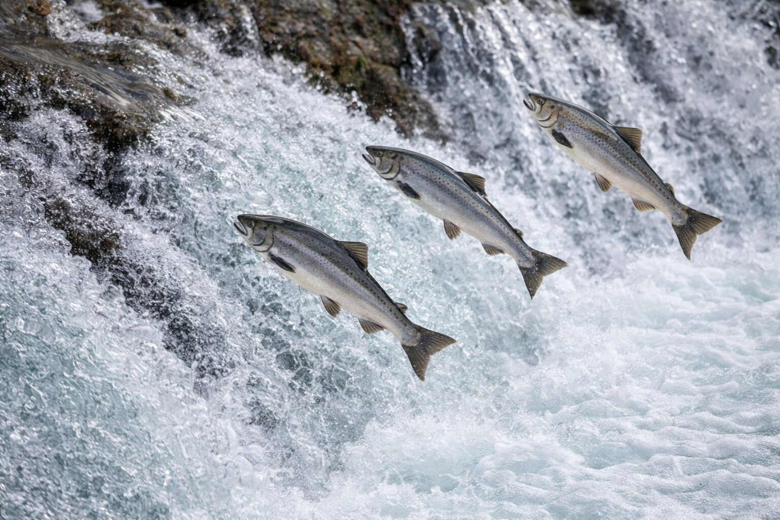 滝を登るために勢いよくジャンプする鮭の遡上シーン