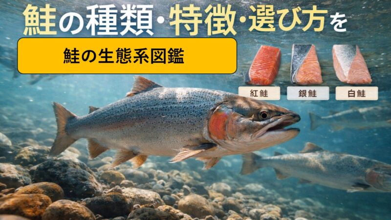 【保存版】鮭の種類・生態・栄養を徹底解説｜毎日食べたくなる理由とは 